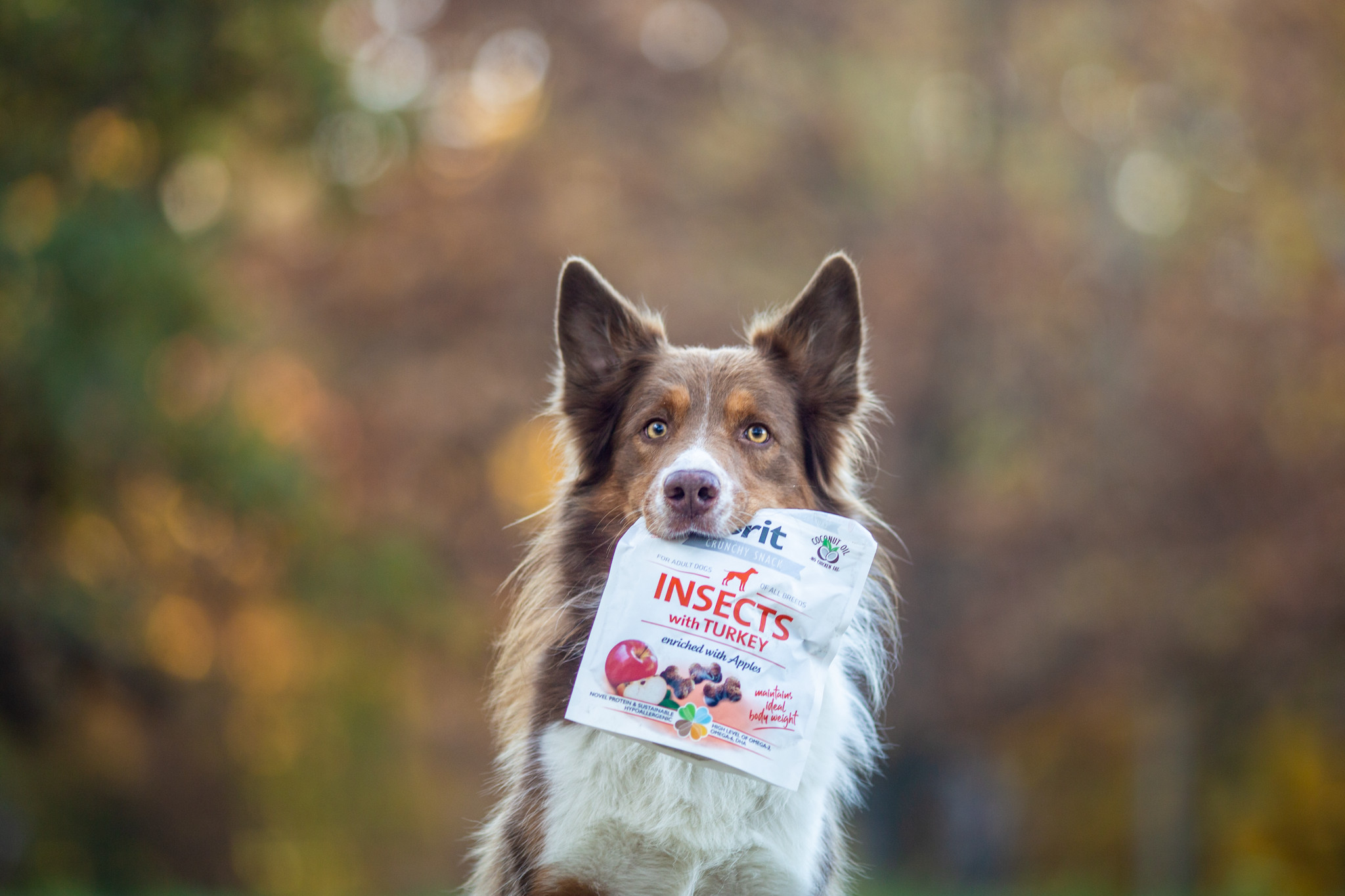 Brit Insect Snacks