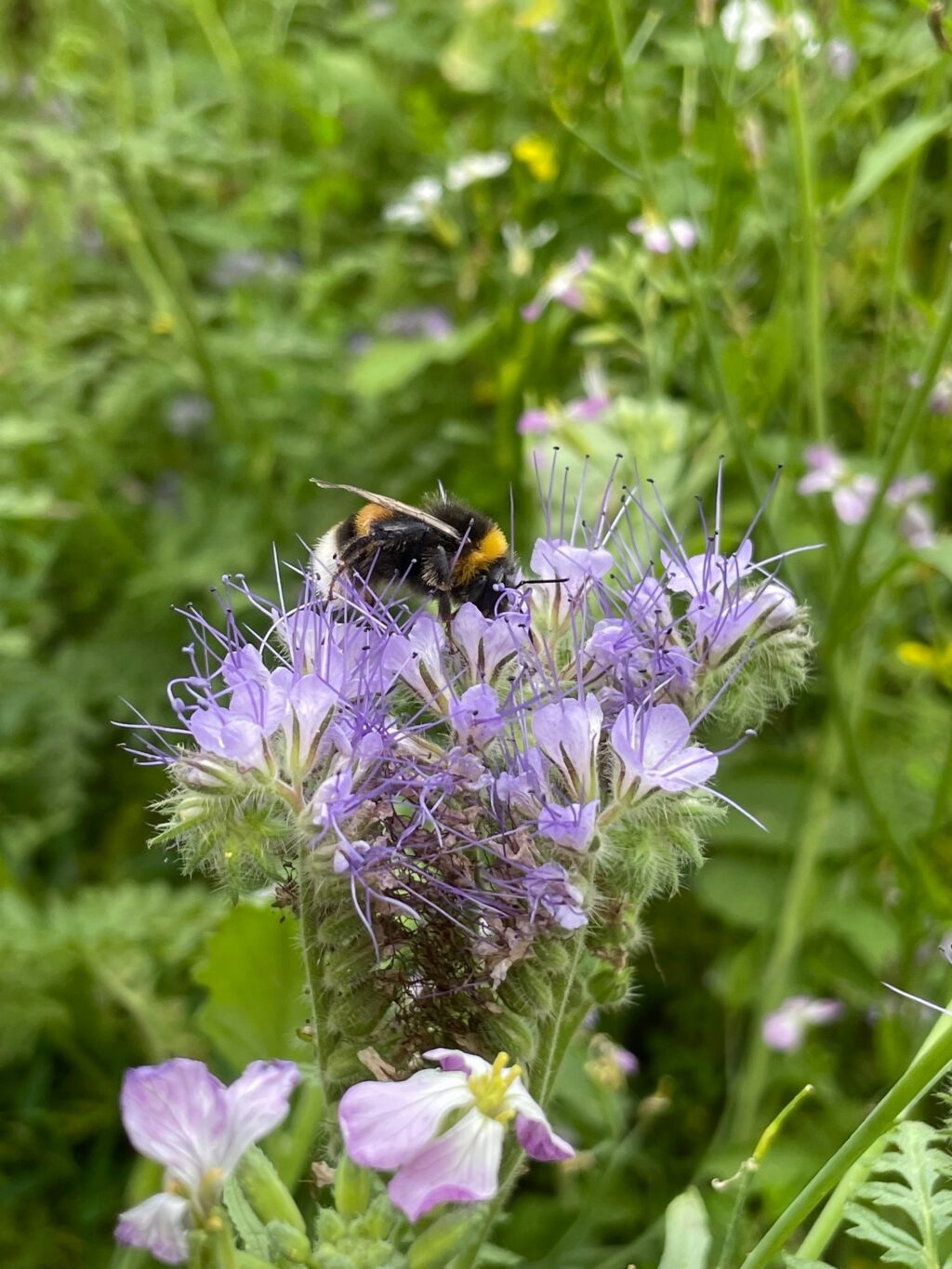 flower meadow Allco