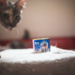 New BRIT Premium by nature satisfies feline cravings with delicious high-quality ingredients