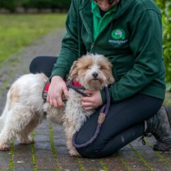 Pooch & Mutt good mood food for Woodgreen dogs