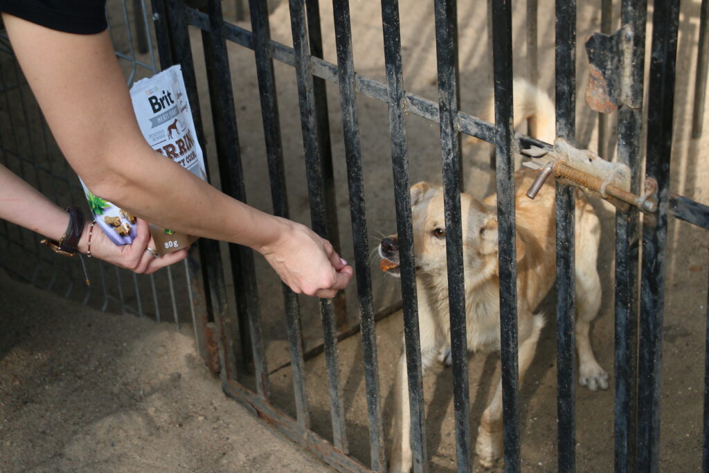 residents of the supported shelter