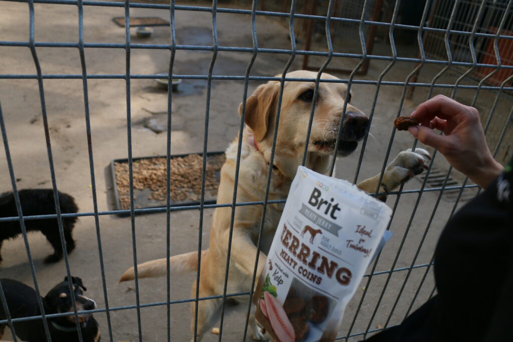 residents of the supported shelter