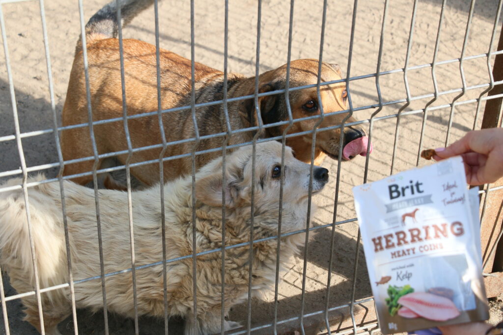 residents of the supported shelter