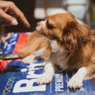 300 kg dog food for Hungarian shelter