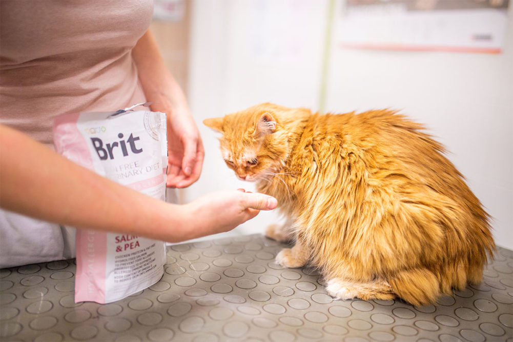 Brit Veterinary Diet Brit Veterinary Diet