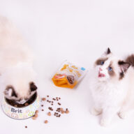 Take your cat’s dining experience to a new level with treats containing 96% FRESH meat from Brit Care Cat RAW Treat