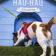 Hau-Hau Champion pioneers world’s first AI- powered dog food vending machine