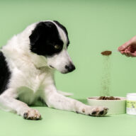 Pooch & Mutt Launches Natural Dental Powder to Support Canine Oral Health