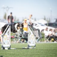 Brit Czech Agility Championship