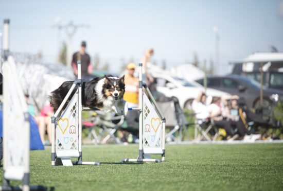Brit Czech Agility Championship