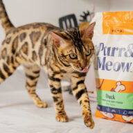 Purr & meow lifestyle 6. credit purr & meow. (3)